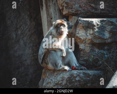 une vue fantastique sur un singe charmant Banque D'Images