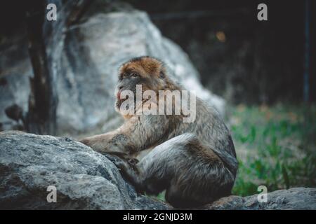 une vue fantastique sur un singe charmant Banque D'Images