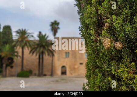 Gros plan d'un cyprès et en arrière-plan hors de focus la façade principale du Musée d'Histoire de Manacor, Torre dels Enagistes, sur l'île de Ma Banque D'Images