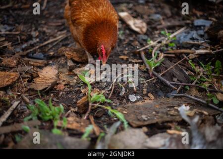 Photo rapprochée d'un poulet brun dans une ferme de campagne nourrissant et regardant la forequelque chose sur le sol recouvert de feuilles, de plantes et de morceaux de bois Banque D'Images