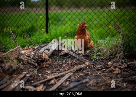 Poulet brun dans une ferme de campagne avec herbe et clôture en arrière-plan | photo rapprochée d'un poulet brun marchant parmi des morceaux de bois et quelques planches Banque D'Images