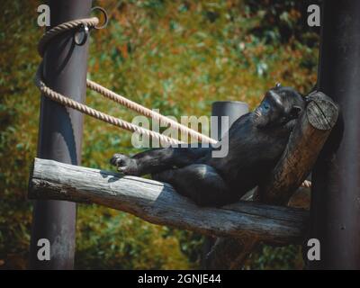 une vue fantastique sur un charmant chimpanzé Banque D'Images