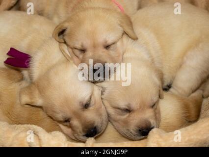 Labrador chiots chien dormant Banque D'Images