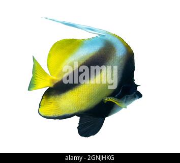Coralfish pennant (Heniochus acuminatus, lannerfish à longues nageoires) isolé sur fond blanc, Mer Rouge, Égypte. Poisson tropical rayé noir et jaune dans un Banque D'Images
