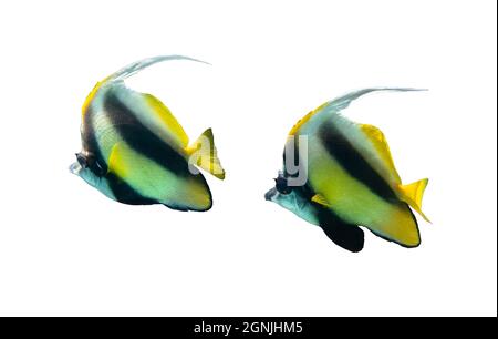 Paire de coralfish Pennant (Heniochus acuminatus, lannerfish à longue nageoire) isolée sur fond blanc, Mer Rouge, Égypte. Deux rayures tropicales noires et jaune Banque D'Images
