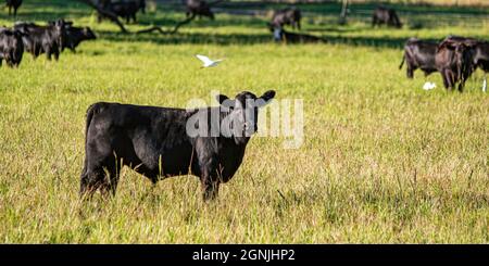 Génisse Black Angus debout dans un grand pâturage avec le reste du troupeau en arrière-plan et les aigrettes de bétail. Banque D'Images