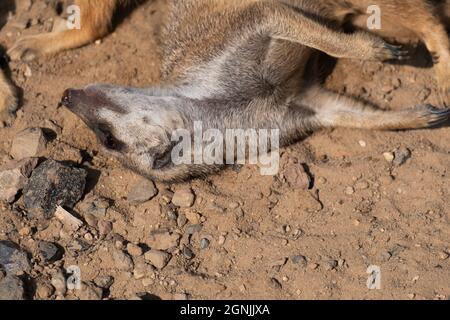 Une vue panoramique d'un mignon petit Meerkat qui se trouve sur le sol Banque D'Images