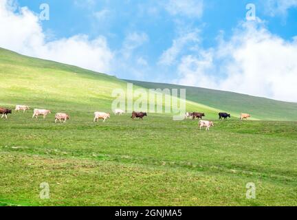 Vaches paissant sur les prairies d'herbe verte fraîche ou pâturage dans les montagnes Bucegi (montagnes des Carpates), Roumanie. Paysage rustique idyllique Banque D'Images