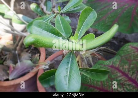 Adenium obesum dans pot de plante, photo de stock Banque D'Images