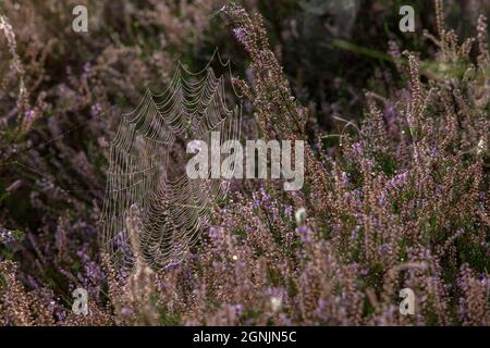 Une toile d'araignée avec des gouttes de rosée dans la Heath de Wahner près de la colline de Telegraphen, Troisdorf, Rhénanie-du-Nord-Westphalie, Allemagne. Spinnennetz mit Tautropfen in der Banque D'Images