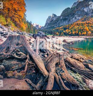 D'immenses racines d'arbres coupés sur le lac de Gosausee (Vorderer) avec le glacier de Dachstein en arrière-plan. Incroyable scène d'automne des Alpes autrichiennes, haute-Autriche, Banque D'Images