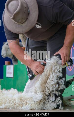 Homme en feutre cisaillement d'un mouton avec Une cisaille à main à machine, Royaume-Uni Banque D'Images