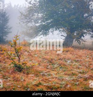 Scène extérieure brumeuse de la vallée de la montagne. Première neige dans la forêt de montagne. Splendide paysage d'automne. Beauté de la nature concept fond. Banque D'Images