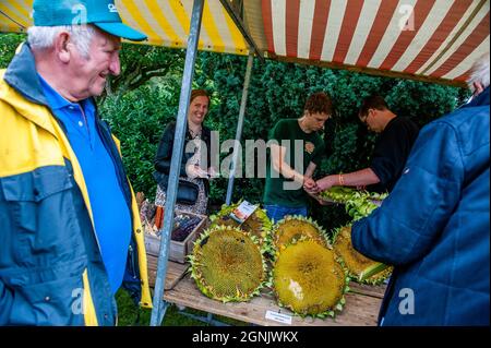 Deux vieux hommes sont vus regardant les tournesols en cours de mesure.pendant le championnat hollandais, les participants de différents légumes géants rivalisent les uns contre les autres. Ils rivalisent dans leur propre catégorie pour le légume le plus grand, le plus long et/ou le plus lourd. La pesée des citrouilles géantes et d'un certain nombre d'autres légumes géants est enregistrée auprès du Grand Commonwealth des citrouilles (BPC). Cette année, le gagnant était un jeune agriculteur avec une citrouille géante de 887 kg. (Photo par Ana Fernandez / SOPA Images / Sipa USA) Banque D'Images