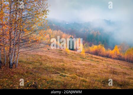 Cloud surmoulé. Vue d'automne brumeuse sur les montagnes carpathes. Adorable scène matinale de la vallée de la montagne. Beauté de la nature concept fond. Banque D'Images