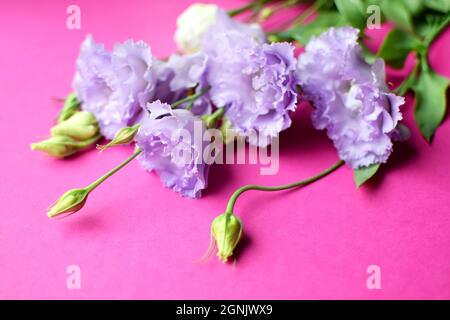 Belles fleurs d'eustoma pourpre (lisianthus) en pleine fleur avec des feuilles de bourgeons. Bouquet de fleurs sur fond de fuchsia. Banque D'Images