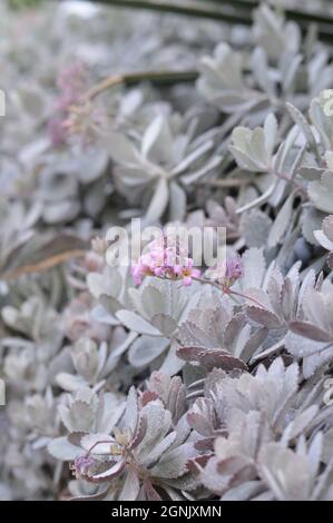 Fleurs roses de Kalanchoe Pumila Banque D'Images