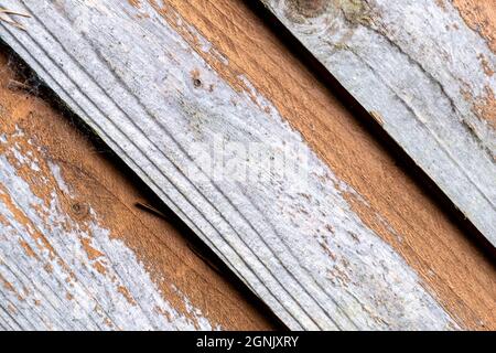 Vieux planches ou planches de bois abîmés sur Un jardin rasé de peinture écaillage et personne Banque D'Images