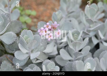 Fleurs roses de Kalanchoe Pumila Banque D'Images