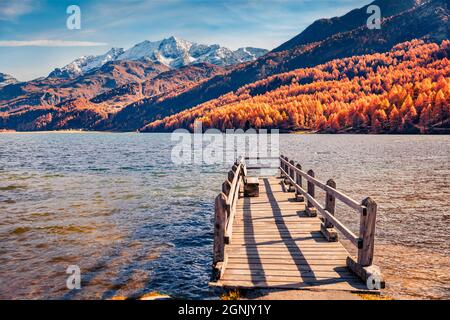 Photographie de paysage. Ancienne jetée en bois sur le lac de Sils. Forêt de mélèzes d'orange dans les Alpes suisses. Vue d'automne pittoresque de la Suisse, de l'Europe. Travelin Banque D'Images