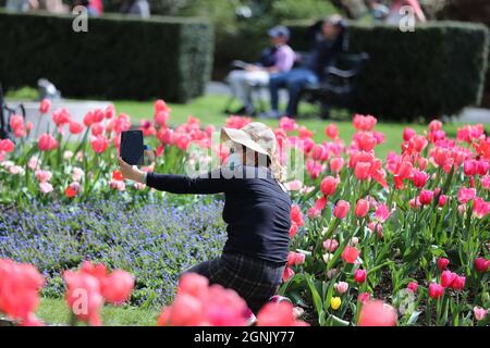 Wellington, Nouvelle-Zélande. 26 septembre 2021. Un citoyen portant un masque prend un selfie avec des tulipes en fleur au jardin botanique de Wellington à Wellington, capitale de la Nouvelle-Zélande, le 26 septembre 2021. Crédit: Meng Tao/Xinhua/Alamy Live News Banque D'Images
