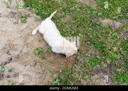 Un chiot Golden Retriever mâle creuse un trou dans une pile de sable dans l'arrière-cour. Banque D'Images