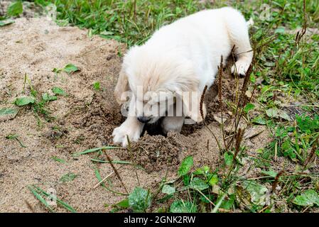Un chiot Golden Retriever mâle creuse un trou dans une pile de sable dans l'arrière-cour. Banque D'Images