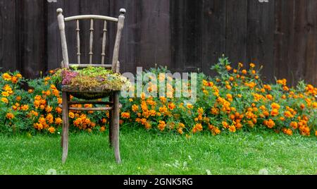 Ancienne chaise plantoir en bois. Chaise d'extérieur vintage recyclée utilisée comme jardinière. Chaise pot de fleurs dans le jardin. Banque D'Images