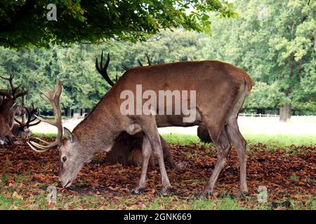 Cerf paître dans les bois Banque D'Images