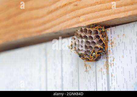 le nid d'abeille nouvellement construit d'un nid de guêpe, avec des insectes, des guêpes sauvages, est fixé au mur d'un hangar en bois Banque D'Images