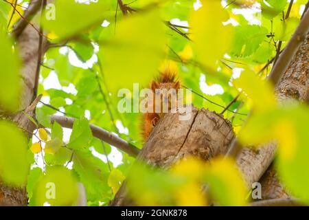 un petit écureuil stupide est assis sur un arbre parmi les feuilles d'automne jaunes autour de lui et regarde la caméra Banque D'Images