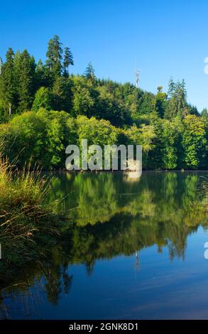 Chehalis River, réserve naturelle de Friends Landing, Washington Banque D'Images