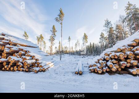 Vue sur les bois de bois enneigés sur les pins rares et le ciel bleu pâle avec fond de nuages blancs. Suède. Banque D'Images