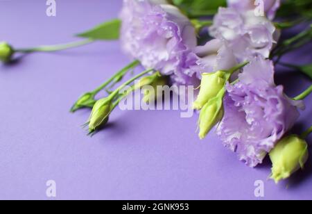Belles fleurs d'eustoma violet (lisianthus) en pleine floraison avec des feuilles de bourgeons. Bouquet de fleurs sur fond lilas. Banque D'Images