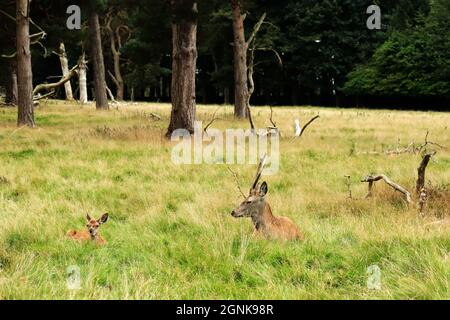 Cerf en bois Banque D'Images