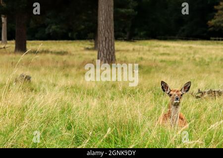 Doe dans Grassland Banque D'Images