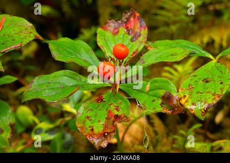 Bunchberry le long de tunnel Creek Trail, Buckhorn Wilderness, Olympic National Forest, Washington Banque D'Images