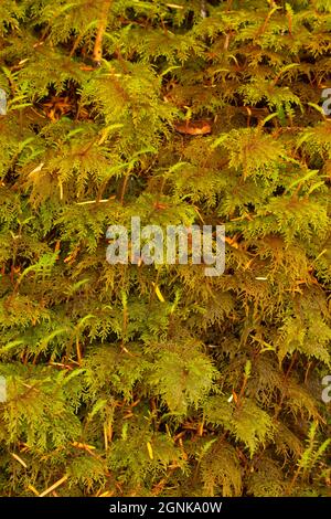 Le club se forme le long de tunnel Creek Trail, Buckhorn Wilderness, Olympic National Forest, Washington Banque D'Images