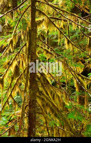 Cèdre rouge de l'ouest avec mousse de club le long de tunnel Creek Trail, Buckhorn Wilderness, Olympic National Forest, Washington Banque D'Images