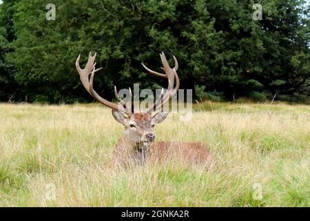 Cerf reposant dans la prairie Banque D'Images