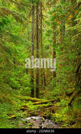 Tunnel Creek le long de tunnel Creek Trail, Buckhorn Wilderness, Olympic National Forest, Washington Banque D'Images