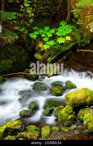 Tunnel Creek le long de tunnel Creek Trail, Buckhorn Wilderness, Olympic National Forest, Washington Banque D'Images