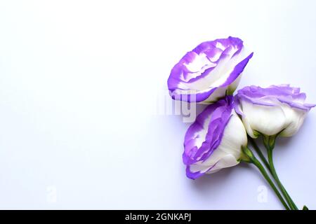 De belles fleurs d'eustoma blanc-violet (lisianthus) en pleine floraison. Bouquet de fleurs sur fond blanc. Banque D'Images