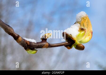 Bourgeons de neige à la noix de cheval Banque D'Images