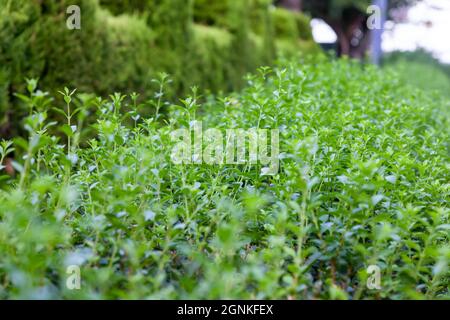 Haie de charme vert au printemps des feuilles luxuriantes laissent entrer des troncs légers et des branches plus grandes peuvent être vus la séparation naturelle du jardin de l'environnement Banque D'Images