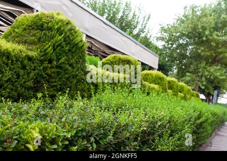 Haie de charme vert au printemps des feuilles luxuriantes laissent entrer des troncs légers et des branches plus grandes peuvent être vus la séparation naturelle du jardin de l'environnement Banque D'Images