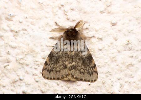 Papillon d'hiver, Operophtera brumata, Satara, Maharashtra, Inde Banque D'Images