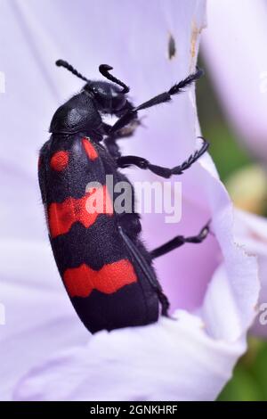 Coléoptère à bande rouge (Hycleus biundulatus) mangeant des pétales de fleurs. Banque D'Images