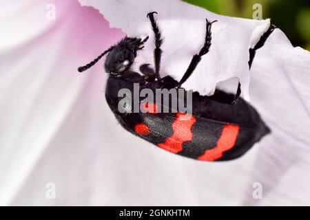 Coléoptère à bande rouge (Hycleus biundulatus) mangeant des pétales de fleurs. Banque D'Images