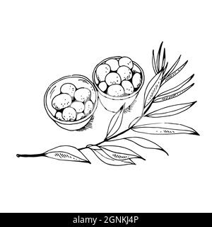 Olives dans un bol et branche d'olive isolée sur fond blanc, illustration vectorielle Illustration de Vecteur